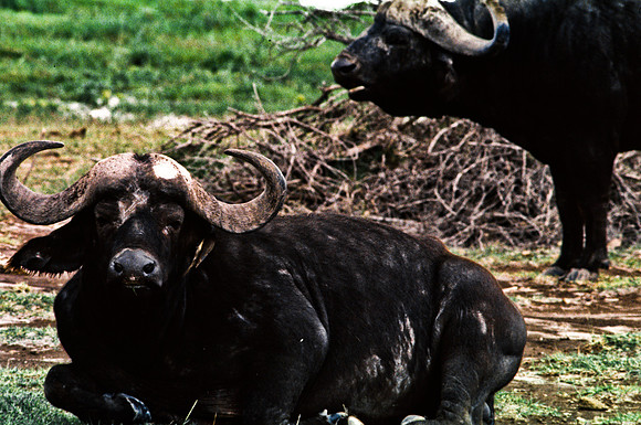 55396_SL_COLOR_BUFFALO_MASAI_KENYA_AFRICA_1989_8