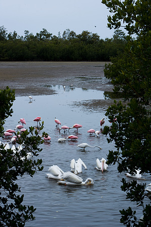 85531_20080322-ZV4N7340_Miami_To_Sanibel_Island_Florida_Everglades_FL_USA
