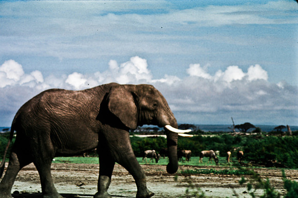 55395_SL_COLOR_ELEPHANTS_KILIMANJARO_KENYA_AFRICA_1989_3