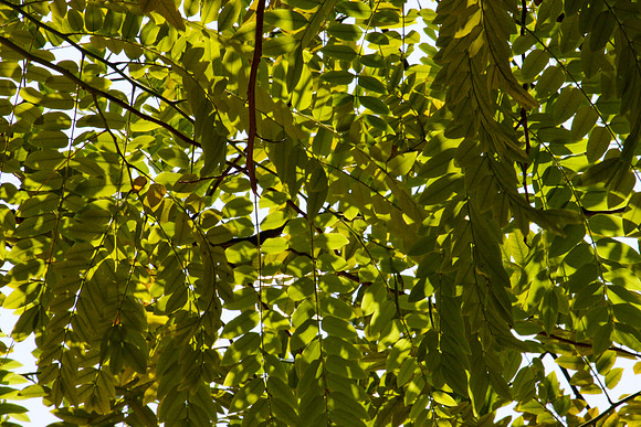 85524_20080505-IMG_1375_Miami_Lincoln_Road_FL_USA