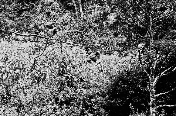 B3_82001_BW_194_New_Safari_Lion_Track_Africa_89_14