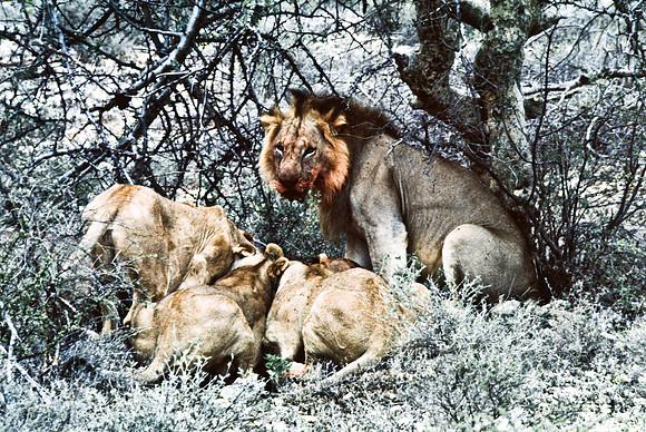 55447_SL_COLOR_LIONS_SUMBURU_KENYA_AFRICA_1989_14