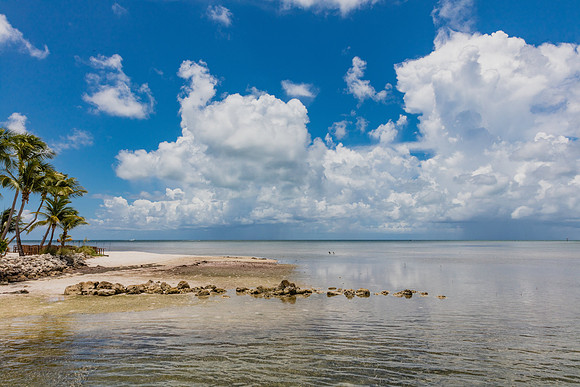 20160714_Key_West_Little_Palm__75A0631