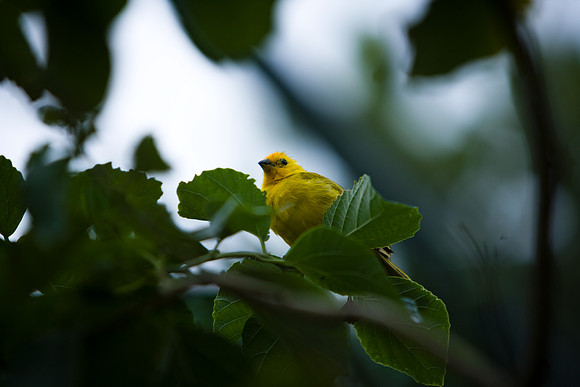 85548_ZV4N_7459-248_Miami_To_Sanibel_Island_FL_USA_Sanibel_FL_USA