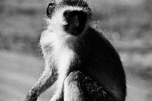 B3_82005_BW_194_New_Masa_Mara_Africa_89_19