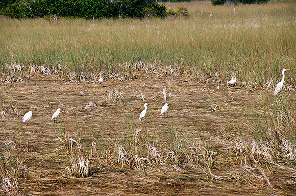 84694_EVERGLADES 33939__Azuley-R7-20A