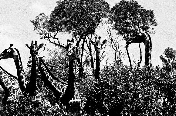 B3_82002_BW_194_New_Masai-Ballon_Africa_89_22