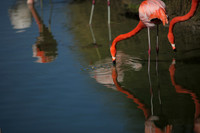 4975_DG_Fisher_Flamingos_Miami_FL_2010_IMG_0013