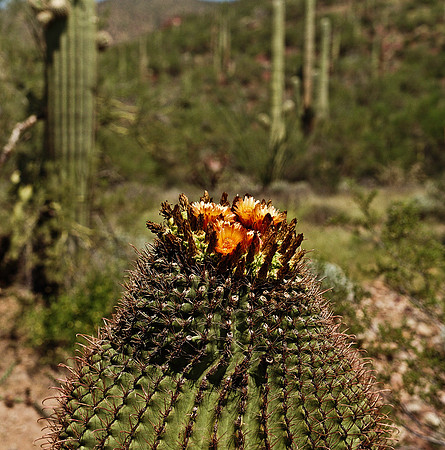 6016_FM_COLOR_TUCSON_AZ_05_8.jpg