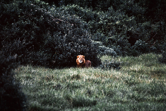 55458_SL_COLOR_LIONS_ABERDEN_KENYA_AFRICA_1989_15