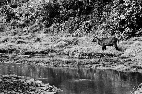 B3_82008_BW_194_New_Amboseli_Africa_89_33