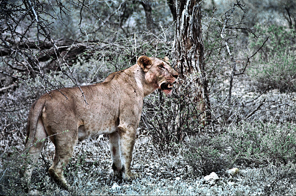 55444_SL_COLOR_LIONS_SUMBURU_KENYA_AFRICA_1989_19