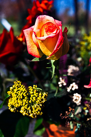 0337_FM_COLOR_MINESOTA_99_44.jpg