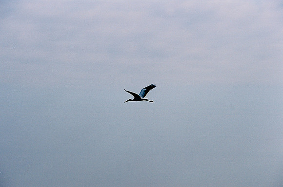 84694_EVERGLADES 33937__Azuley-R3-32