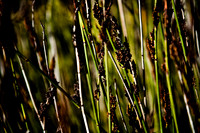 36409_DG_CALIFORNIA_USA_2007_ZV4N_0667