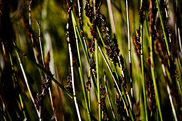 36409_DG_CALIFORNIA_USA_2007_ZV4N_0667