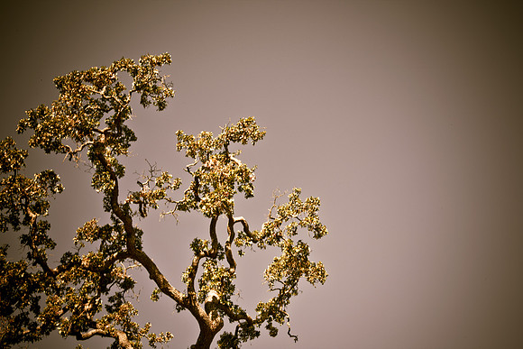 0024_DG_Yountvile_Napa_CA_USA_20095L8Y0046