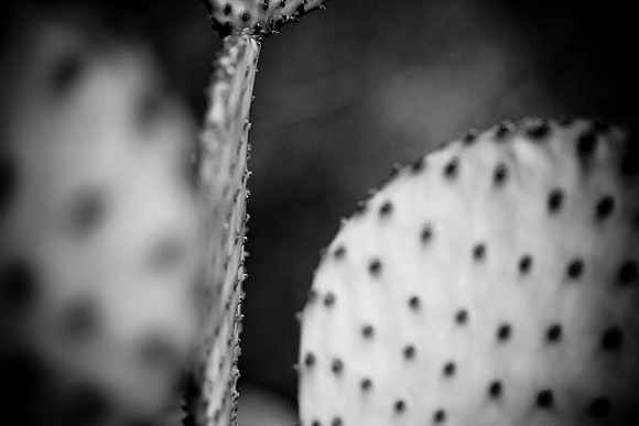 0031_La_Arizona_5L8Y5590