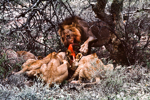 55447_SL_COLOR_LIONS_SUMBURU_KENYA_AFRICA_1989_8