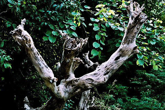 FILM