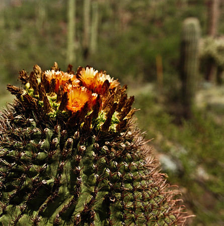 6016_FM_COLOR_TUCSON_AZ_05_10.jpg