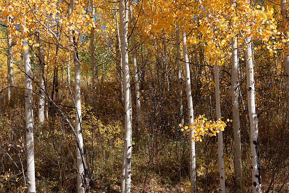 20080828_DVD9_DG_From_Glenwood_Spring_to_Aspen_CO_1980_full_blead