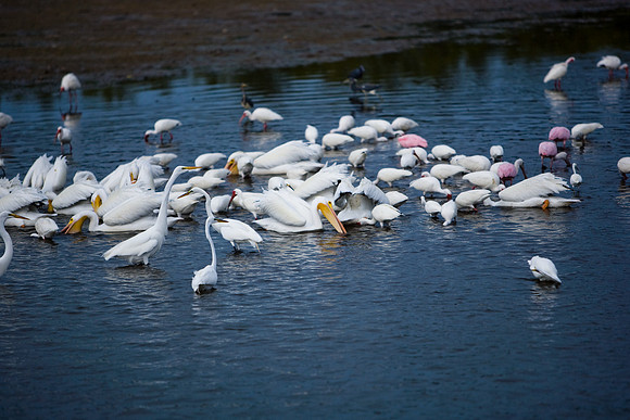 85544_ZV4N7087_Miami_To_Sanibel_Island_FL