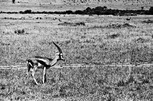 B3_82002_BW_194_New_Masai-Ballon_Africa_89_16