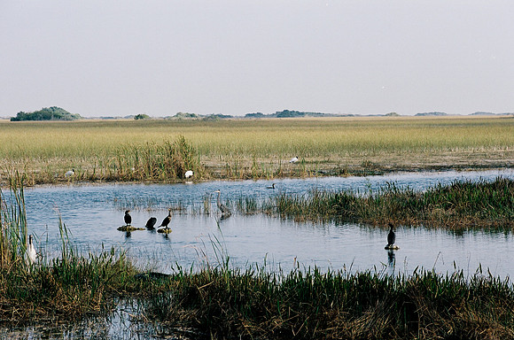 84694_EVERGLADES 33937__Azuley-R3-30