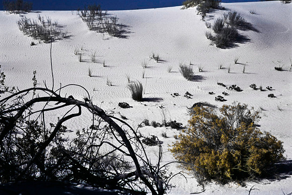 47896_B16_SL_COLOR_LA_MESILLA0_TO_WHITE_SOUNDS_NAT_MNY_HWY20_NM_97_0404.jpg