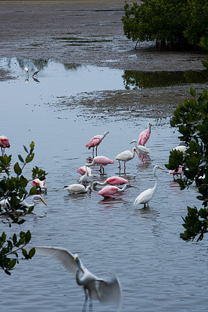 85547_ZV4N_7351-140_Miami_To_Sanibel_Island_FL
