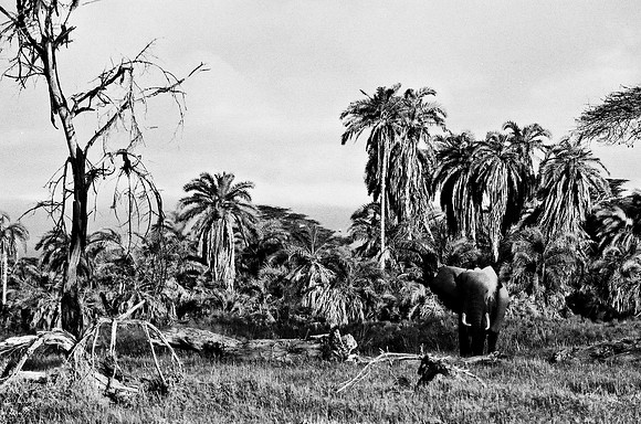 B3_82005_BW_194_New_Masa_Mara_Africa_89_2