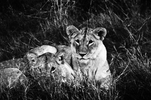 55460_SL_COLOR_LIONS_MOUNT_KENYA_AFRICA_1989_15