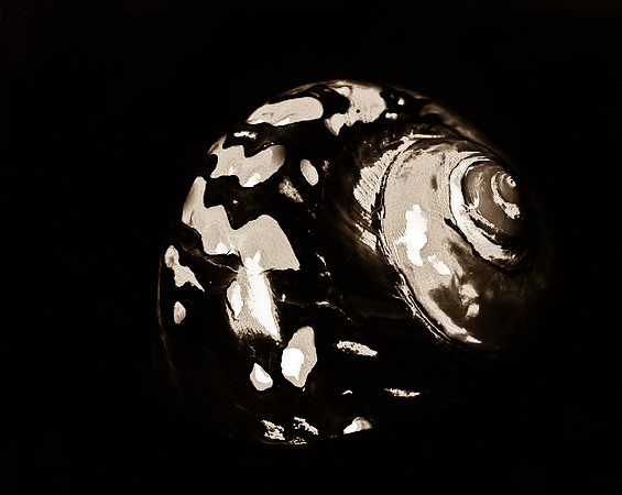 Shells_Flowers_490