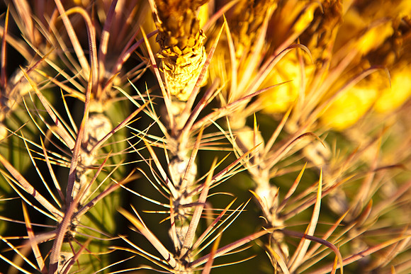 0031_La_Arizona_5L8Y5114