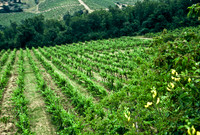 37340_SL_COLOR_ITALY_2000_2