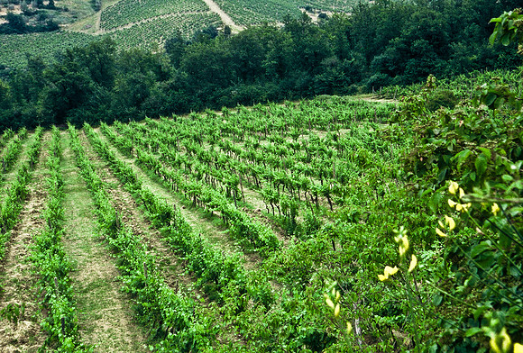 37340_SL_COLOR_ITALY_2000_2