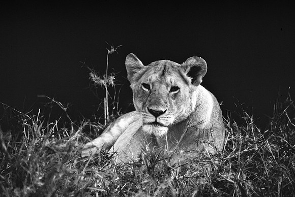 55454_SL_COLOR_LION_KILL_SUMBURU_KENYA_AFRICA_1989