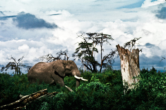 55395_SL_COLOR_ELEPHANTS_KILIMANJARO_KENYA_AFRICA_1989_13