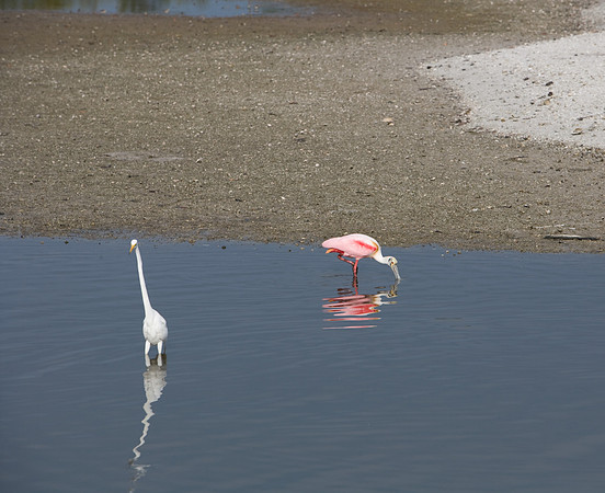 85545_ZV4N_7191_Miami_To_Sanibel_Island_FL