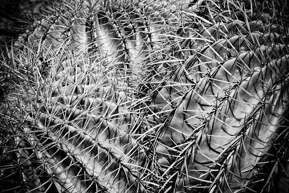 0031_DG_Cactus_Scottsdale_AZ_USA_2009_5L8Y5234