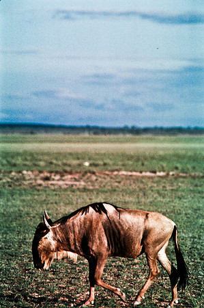 55397_SL_COLOR_BUFFALO_WILDBEAST_KILIMANJARO_KENYA_AFRICA_1989_6