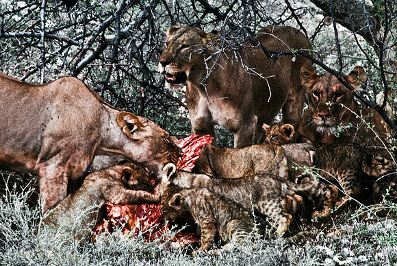 55444_SL_COLOR_LIONS_SUMBURU_KENYA_AFRICA_1989_6