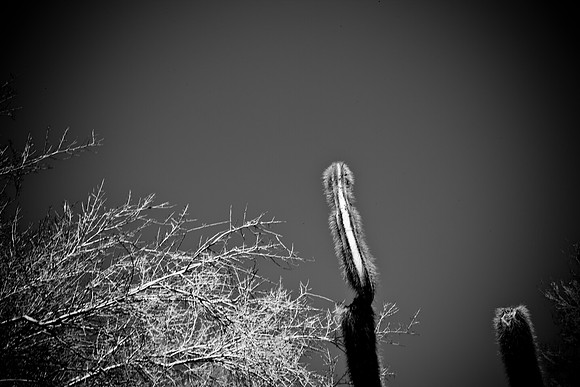 0031_La_Arizona_5L8Y5328