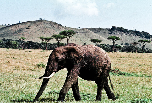 55392_SL_COLOR_ELEPHANTS_MASAI_KENYA_AFRICA_1989_3