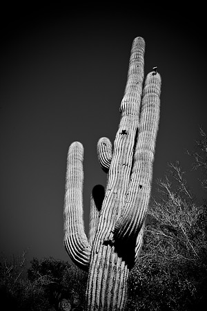 0031_La_Arizona_5L8Y5348