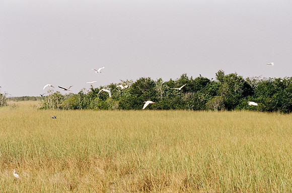 84694_EVERGLADES 33936__Azuley-R4-20A