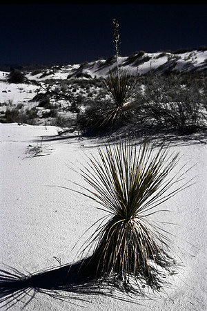 47896_B16_SL_COLOR_LA_MESILLA0_TO_WHITE_SOUNDS_NAT_MNY_HWY20_NM_97_0909.jpg