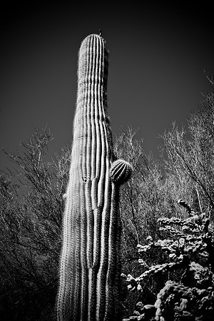 0031_La_Arizona_5L8Y5362