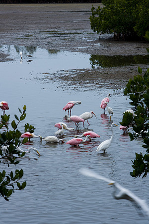 85547_ZV4N_7350-139_Miami_To_Sanibel_Island_FL